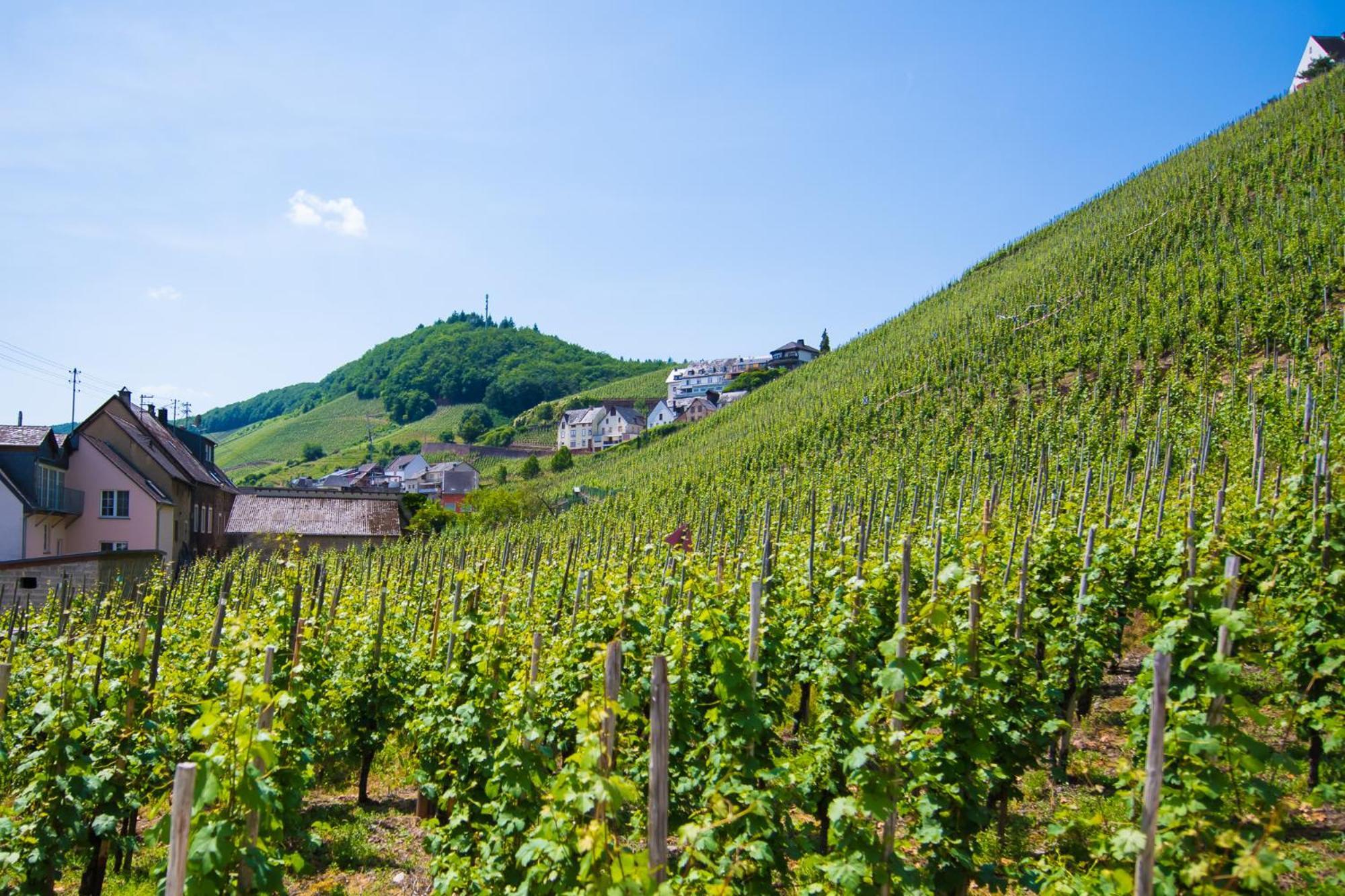 Gaestehaus C.H.Berres Uerzig-Mosel Cameră foto